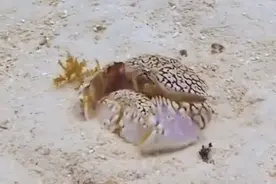 喜欢抱着老婆走的馒头蟹，为什么渔民都不愿意捕捞它们？图片