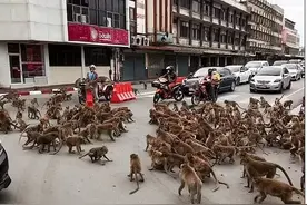 泰国两伙野猴子团伙发生“火拼”，上百只猴子在街上对峙，太壮观图片