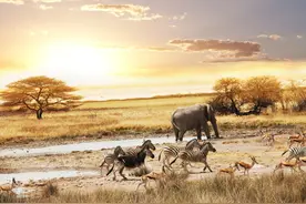 马岛缟狸：交配时间最长的动物，但它们却是另有所图图片