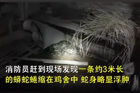前有三米蟒蛇狂吞鸡，后有重庆剧毒蛇烙铁头，有灵性吗？能不能打图片