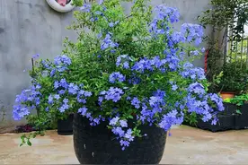 养花是个巨大的坑，入坑需谨慎！给新手花友的五点建议图片