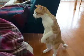 猫咪第一次见到婴儿，没想到竟是这种反应，主人：果然没白养你们视频封面