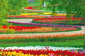 爱花人看过来！沈阳都市旅游圈26个春季赏花好去处在这里图片