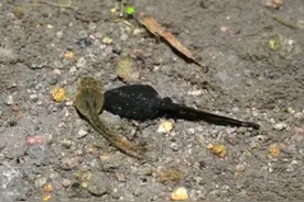 [奇怪的冷知识]你知道怎么区分青蛙和蟾蜍的蝌蚪吗？图片