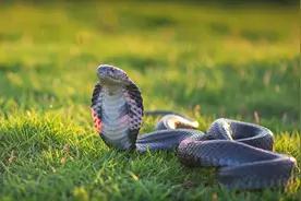 眼镜蛇的毒性有多毒，一不小心被咬了应该怎么办？图片