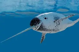 地球上最罕见的25种动物，也许你连一样都没见过图片