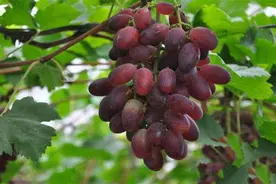 葡萄雨季如何管理？这几个措施很关键图片