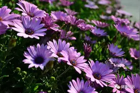 鲜花味虽美 食用须谨慎图片