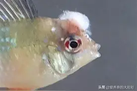 水霉病怎么治？水霉病是什么原因引起的？图片