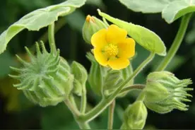 野外常见一植物，以前多用来纳鞋底，人称“苘麻”，如今价很高图片