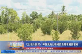 大田镇乐妹村：种植海南山柚铺就百姓幸福致富路图片