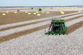 新疆棉花“暗战”：中国凭实力拿到的定价权，美国想夺走图片