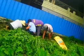 村民清理杂草时发现一条缅甸蟒 属国家一级保护野生动物