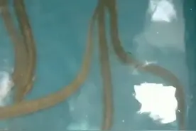 钱塘江鳗鱼“大暴走”，有人3小时钓起七八条，大的1米多长图片