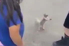 小松鼠不停作揖原来是讨这个图片