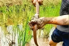 黄鳝平时钻进水稻田的泥土里，草也不吃，它们是吃什么长大的？图片