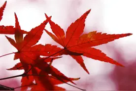 忘记，是一种人生智慧图片