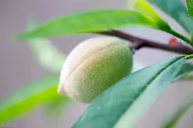 桃子长毛是为了保护自己不被吃掉？非也！长毛就是为了能被你吃掉图片