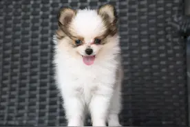 主人这些行为，会让狗狗难过图片