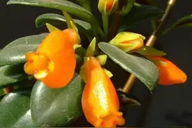 开花像金鱼，不仅能赏花还能赏叶，关键还好养图片