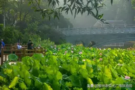 【出游】美丽初夏，期待与你相约雀儿山！图片