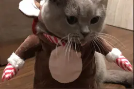 爆笑猫咪沙雕合集，笑到喷饭图片