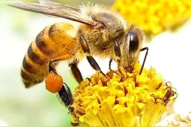 不是所有蜂都会蜇人打斗！看工蜂一生的职责明白保护蜂王的方法图片