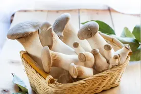 买杏鲍菇时，挑粗的还是细的？菜农教您正确方法，别再选错了图片