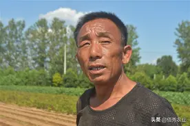 安徽农民种植贡菜，为地方特产，制成干菜身价不菲图片