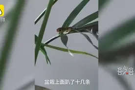 全家人吓得够呛！男子网购盆栽1个月后钻出10多条小蛇，底部还有很多蛇卵图片