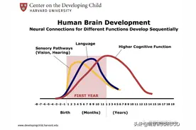 孩子需要怎样的早教？弄清孩子早期脑部发展，告别又贵又乱早教班图片