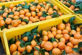 11月22日，沙糖桔、沃柑、贡柑、脐橙产区行情信息图片