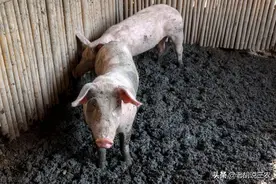 猪粪，为啥被荷兰人称为“黄金粪”？原来荷兰人把猪粪用“绝”了图片