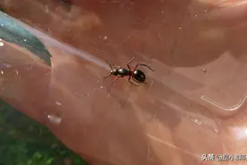 吗咿呀嘿，吗咿呀嘿，蚂蚁牙嘿嘿嘿！（一）图片