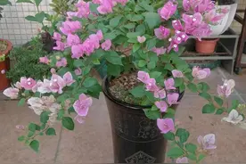 三角梅不发新枝开花少，“喂个小药片”，株型庞大，开花多图片