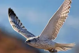 "万鹰之神"海东青，十万只鹰才出一只极品，庞大辽国曾为其覆灭图片