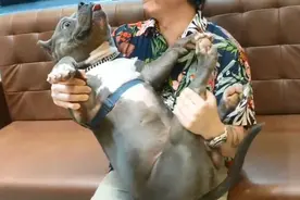 狗狗被主人当婴儿抱，当场石化不敢动，其实挺危险的图片