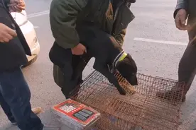 河南：胆小狗狗过秤吓得直哆嗦，大爷：卖500块钱，请你吃烩面图片