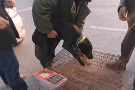 河南：胆小狗狗过秤吓得直哆嗦，大爷：卖500块钱，请你吃烩面图片