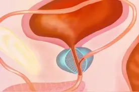 男性生殖系统的生理图片