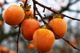 一个柿子相当于十副药？吃柿子的这些注意事项，你都了解清楚了吗图片