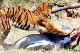 人类赤手空拳能打得过老虎吗？看完这些你就知道答案！视频封面