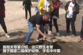 村民捡46斤野生巨鳖，专家说是保护动物，结果我查完发现他错了图片
