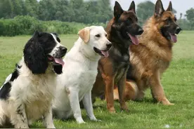 学好这6招训狗技巧，让狗狗心甘情愿“认怂”图片