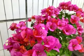 春季购买三角梅，换盆操作要得当，换完直接冒新根，接着就开花图片