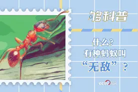 「够科普」什么？有种蚂蚁名叫“无敌”？图片