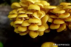 盘点东北的野生蘑菇！可别随便采，弄不好全村给你开席了…图片