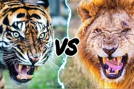 东北虎vs巴巴里狮，谁才是地表最强？时间成为关键因素图片