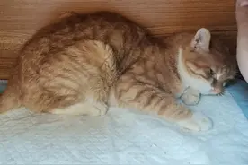 一例猫瘟和猫冠状混合感染继发猫疱疹治疗的成功案例分享图片