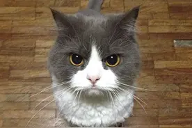 盘点猫咪生气的样子，有的看着呆萌可爱，有的看着让人想笑出声图片